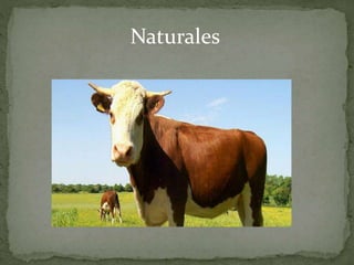Naturales
 