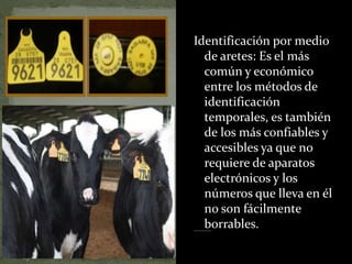 Identificación por medio
de aretes: Es el más
común y económico
entre los métodos de
identificación
temporales, es también
de los más confiables y
accesibles ya que no
requiere de aparatos
electrónicos y los
números que lleva en él
no son fácilmente
borrables.
 