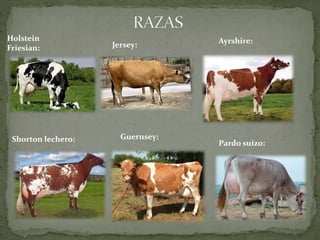 Holstein
Friesian: Jersey: Ayrshire:
Shorton lechero: Guernsey:
Pardo suizo:
 