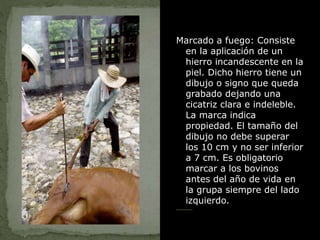 Marcado a fuego: Consiste
en la aplicación de un
hierro incandescente en la
piel. Dicho hierro tiene un
dibujo o signo que queda
grabado dejando una
cicatriz clara e indeleble.
La marca indica
propiedad. El tamaño del
dibujo no debe superar
los 10 cm y no ser inferior
a 7 cm. Es obligatorio
marcar a los bovinos
antes del año de vida en
la grupa siempre del lado
izquierdo.
 