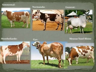 Simmental:
Normanda: Guzerat:
Montbeliarde: Gyr: Meusse Yssel Rhine
 
