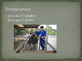  37.7 a 38.5 °C (adulto)
 38.5 a 39.5 °C (joven)
 