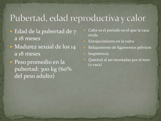  Edad de la pubertad de 7
a 18 meses
 Madurez sexual de los 14
a 18 meses
 Peso promedio en la
pubertad: 300 kg (60%
del peso adulto)
 Calor es el periodo en el que la vaca
ovula
 Enrojecimiento en la vulva
 Relajamiento de ligamentos pélvicos
 Inapetencia
 Quietud al ser montadas por el toro
(o vaca)
 