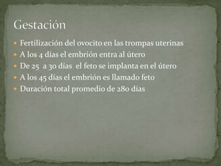  Fertilización del ovocito en las trompas uterinas
 A los 4 días el embrión entra al útero
 De 25 a 30 días el feto se implanta en el útero
 A los 45 días el embrión es llamado feto
 Duración total promedio de 280 días
 