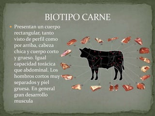  Presentan un cuerpo
rectangular, tanto
visto de perfil como
por arriba, cabeza
chica y cuerpo corto
y grueso. Igual
capacidad torácica
que abdominal. Los
hombros cortos muy
separados y piel
gruesa. En general
gran desarrollo
muscula
 