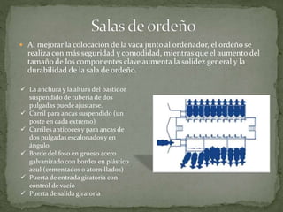  Al mejorar la colocación de la vaca junto al ordeñador, el ordeño se
realiza con más seguridad y comodidad, mientras que el aumento del
tamaño de los componentes clave aumenta la solidez general y la
durabilidad de la sala de ordeño.
 La anchura y la altura del bastidor
suspendido de tubería de dos
pulgadas puede ajustarse.
 Carril para ancas suspendido (un
poste en cada extremo)
 Carriles anticoces y para ancas de
dos pulgadas escalonados y en
ángulo
 Borde del foso en grueso acero
galvanizado con bordes en plástico
azul (cementados o atornillados)
 Puerta de entrada giratoria con
control de vacío
 Puerta de salida giratoria
 