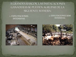 1. EXPLOTACIONES
INTENSIVAS
2. EXPLOTACIONES SEMI
INTENSIVAS
 