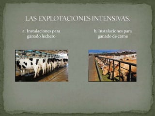 a. Instalaciones para
ganado lechero
b. Instalaciones para
ganado de carne
 