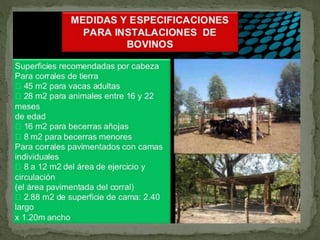 Bovinos de carne y de leche