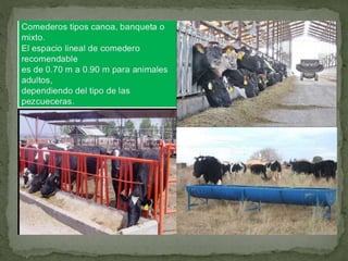 Bovinos de carne y de leche