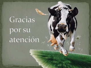 Bovinos de carne y de leche