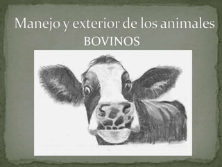 BOVINOS
 