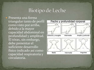  Presenta una forma
triangular tanto de perfil
como visto por arriba,
debido a la mayor
capacidad abdominal en
profundidad y amplitud.
El tórax, sin embargo,
debe presentar el
suficiente desarrollo
físico indicado así como
capacidad respiratoria y
circulatoria.
 