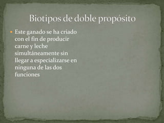  Este ganado se ha criado
con el fin de producir
carne y leche
simultáneamente sin
llegar a especializarse en
ninguna de las dos
funciones
 