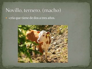  -cría que tiene de dos a tres años.
 