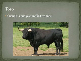 Cuando la cría ya cumplió tres años.
 