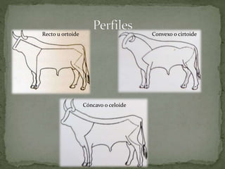 Recto u ortoide Convexo o cirtoide
Cóncavo o celoide
 