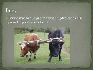  Bovino macho que ya está castrado. (dedicado en si
para el engorde y sacrificio)
 