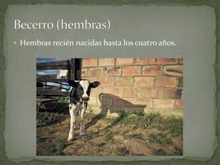  Hembras recién nacidas hasta los cuatro años.
 