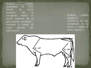 o Ángulo cuarto
delantero: se mide
desde la parte
superior de la
escápula hasta el
punto superior de la
articulación escápulo-
humeral y hasta el
codo (punta del
olécranon).
o Ángulo cuarto
posterior:
comienza en del
acetábulo a la
rótula y hasta el
tarso (garrón).
 