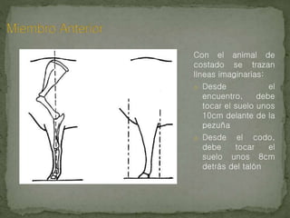Con el animal de
costado se trazan
líneas imaginarias:
o Desde el
encuentro, debe
tocar el suelo unos
10cm delante de la
pezuña
o Desde el codo,
debe tocar el
suelo unos 8cm
detrás del talón
 