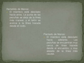 Remetido de Manos:
o El miembro está desviado
hacia atrás. La punta de las
pezuñas se aleja de la línea
más craneal, y el talón se
acerca a la línea trazada
desde el codo.
Plantado de Manos:
o El miembro está desviado
hacia adelante. Las
pezuñas se encuentran muy
cerca de línea trazada
desde el encuentro, y muy
alejada de la línea más
caudal.
 