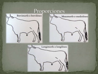 Mesomorfo o mediolíneoBrevimorfo o brevilíneo
Longimorfo o longilíneo
 