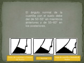 El ángulo normal de la
cuartilla con el suelo debe
der de 50-55° en miembros
anteriores y de 55-60° en
los posteriores.
Corto de cuartillas o Parado
de Nudos
Normal
Largo de cuartilla o Sentado de
Nudos
 