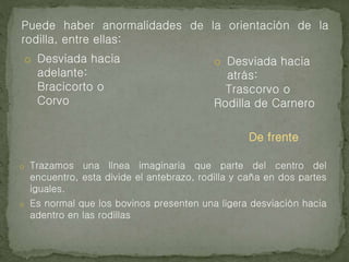 Puede haber anormalidades de la orientación de la
rodilla, entre ellas:
o Desviada hacia
adelante:
Bracicorto o
Corvo
o Desviada hacia
atrás:
Trascorvo o
Rodilla de Carnero
o Trazamos una línea imaginaria que parte del centro del
encuentro, esta divide el antebrazo, rodilla y caña en dos partes
iguales.
o Es normal que los bovinos presenten una ligera desviación hacia
adentro en las rodillas
De frente
 
