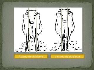Abierto de Adelante cerrado de Adelante
 