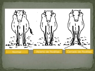 Normal Abierto de Rodillas Cerrado de Rodillas
 