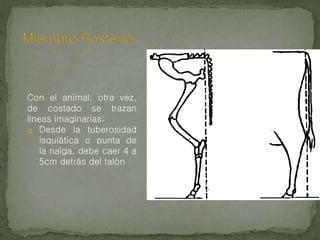 Con el animal, otra vez,
de costado se trazan
líneas imaginarias:
o Desde la tuberosidad
isquiática o punta de
la nalga, debe caer 4 a
5cm detrás del talón
 