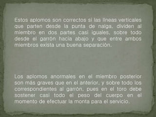 Estos aplomos son correctos si las líneas verticales
que parten desde la punta de nalga, dividen al
miembro en dos partes casi iguales, sobre todo
desde el garrón hacia abajo y que entre ambos
miembros exista una buena separación.
Los aplomos anormales en el miembro posterior
son más graves que en el anterior, y sobre todo los
correspondientes al garrón, pues en el toro debe
sostener casi todo el peso del cuerpo en el
momento de efectuar la monta para el servicio.
 