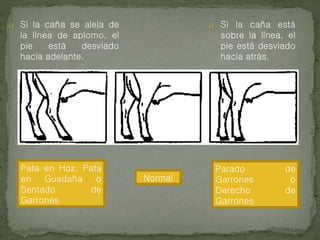o Si la caña se aleja de
la línea de aplomo, el
pie está desviado
hacia adelante.
o Si la caña está
sobre la línea, el
pie está desviado
hacia atrás.
Pata en Hoz, Pata
en Guadaña o
Sentado de
Garrones
Parado de
Garrones o
Derecho de
Garrones
Normal
 