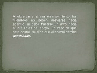 Al observar el animal en movimiento, los
miembros no deben desviarse hacia
adentro, ni debe trazarse un arco hacia
afuera antes del apoyo. En caso de que
esto ocurra, se dice que el animal camina
guadañado.
 
