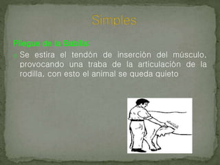 Pliegue de la Babilla:
o Se estira el tendón de inserción del músculo,
provocando una traba de la articulación de la
rodilla, con esto el animal se queda quieto
 