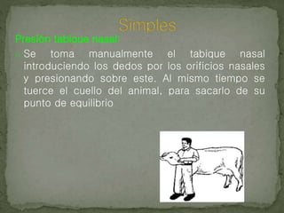 Presión tabique nasal:
o Se toma manualmente el tabique nasal
introduciendo los dedos por los orificios nasales
y presionando sobre este. Al mismo tiempo se
tuerce el cuello del animal, para sacarlo de su
punto de equilibrio
 