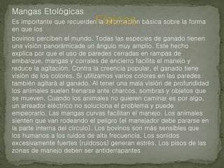 Mangas Etológicas
Es importante que recuerden la información básica sobre la forma
en que los
bovinos perciben el mundo. Todas las especies de ganado tienen
una visión panorámicade un ángulo muy amplio. Este hecho
explica por que el uso de paredes cerradas en rampas de
embarque, mangas y corrales de encierro facilita el manejo y
reduce la agitación. Contra la creencia popular, el ganado tiene
visión de los colores. Si utilizamos varios colores en las paredes
también agitará al ganado. Al tener una mala visión de profundidad
los animales suelen frenarse ante charcos, sombras y objetos que
se mueven. Cuando los animales no quieren caminar es por algo,
un arreador eléctrico no soluciona el problema y puede
empeorarlo. Las mangas curvas facilitan el manejo. Los animales
sienten que van rodeando el peligro (el manejador debe pararse en
la parte interna del círculo). Los bovinos son más sensibles que
los humanos a los ruidos de alta frecuencia. Los sonidos
excesivamente fuertes (ruidosos) generan estrés. Los pisos de las
zonas de manejo deben ser antiderrapantes
 