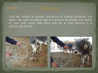 Bozal 1
o Una vez lazado el animal, torcemos la cuerda haciendo una
gasa. Hay que considerar que al momento de girarla, nos queda
un lado más corto, este tiene que ser el más cercano a la
cabeza del animal.
 