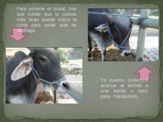 o Para ponerle el bozal, hay
que cuidar que la cuerda
más larga quede sobre la
corta para evitar que se
deshaga.
o Ya puesto, podemos
acercar al animal a
una barda o tubo
para manipularlo.
 