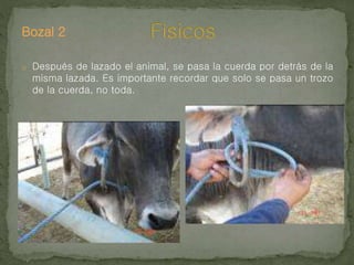 Bozal 2
o Después de lazado el animal, se pasa la cuerda por detrás de la
misma lazada. Es importante recordar que solo se pasa un trozo
de la cuerda, no toda.
 