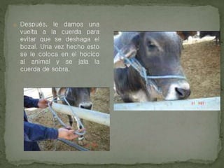 o Después, le damos una
vuelta a la cuerda para
evitar que se deshaga el
bozal. Una vez hecho esto
se le coloca en el hocico
al animal y se jala la
cuerda de sobra.
 