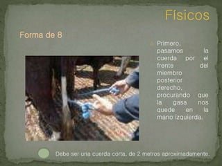 Forma de 8
Físicos
o Primero,
pasamos la
cuerda por el
frente del
miembro
posterior
derecho,
procurando que
la gasa nos
quede en la
mano izquierda.
Debe ser una cuerda corta, de 2 metros aproximadamente.
 
