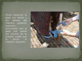 o Ahora pasamos la
gasa por detrás y
por delante del
miembro posterior
izquierdo,
procurando que la
gasa nos quede
por encima de la
primera vuelta que
le dimos al
miembro izquierdo.
 