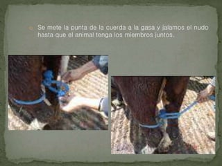 o Se mete la punta de la cuerda a la gasa y jalamos el nudo
hasta que el animal tenga los miembros juntos.
 