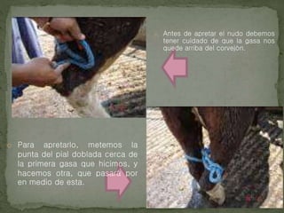 o Antes de apretar el nudo debemos
tener cuidado de que la gasa nos
quede arriba del corvejón.
o Para apretarlo, metemos la
punta del pial doblada cerca de
la primera gasa que hicimos, y
hacemos otra, que pasará por
en medio de esta.
 