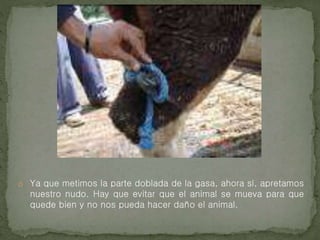 o Ya que metimos la parte doblada de la gasa, ahora sí, apretamos
nuestro nudo. Hay que evitar que el animal se mueva para que
quede bien y no nos pueda hacer daño el animal.
 