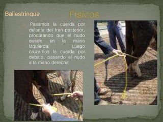 Ballestrinque
o Pasamos la cuerda por
delante del tren posterior,
procurando que el nudo
quede en la mano
izquierda. Luego
cruzamos la cuerda por
debajo, pasando el nudo
a la mano derecha
 