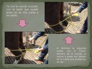 o Ya con la cuerda cruzada,
con la parte que quedó
abajo se da otra vuelta a
las patas.
o Al terminar la segunda
vuelta, con el mismo
extremo de la cuerda, la
vamos a pasar por debajo
de la vuelta que acabamos
de dar.
 