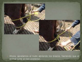 o Ahora, apretamos el nudo abriendo los brazos, haciendo que el
animal junte el tren posterior.
 